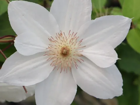 Clematis 'Mrs George Jackman'