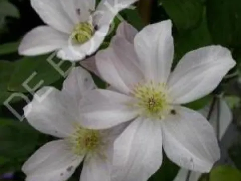 Clematis 'Huldine'