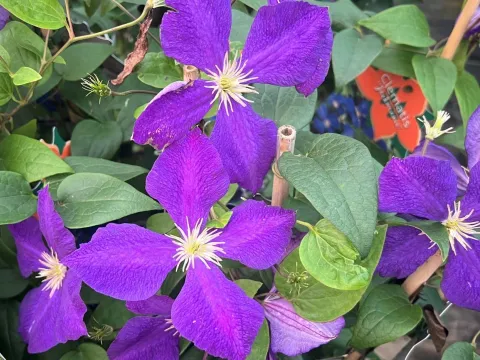 Clematis 'Jackmanii'