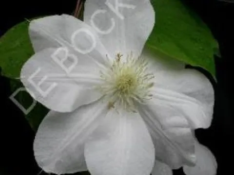 Clematis 'Madame Le Coultre'