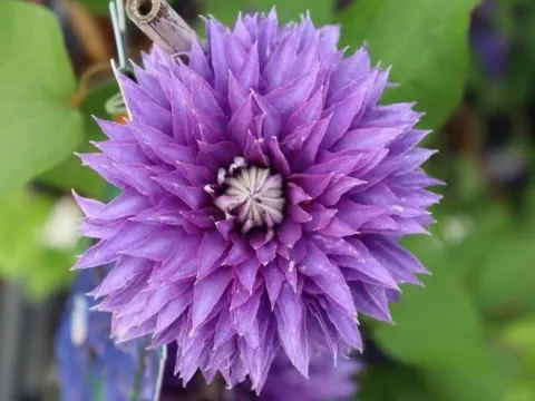 Clematis 'Multi Blue'
