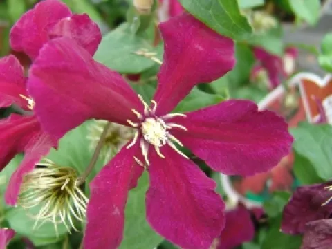 Clematis 'Niobe'
