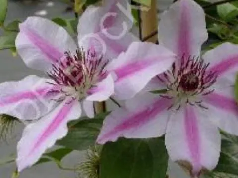 Clematis 'Nelly Moser'