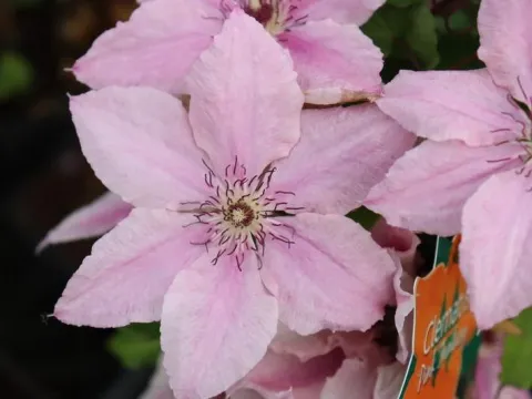 Clematis 'Pink Fantasy'