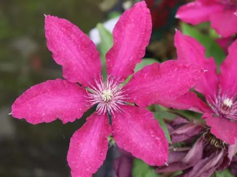 Clematis 'Ruutel'