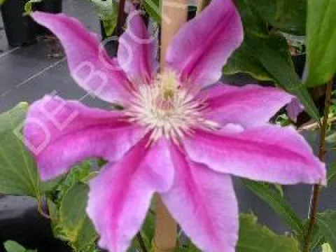 Clematis 'Dr Ruppel'