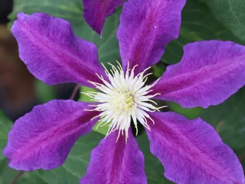 Clematis 'The Vagabond'