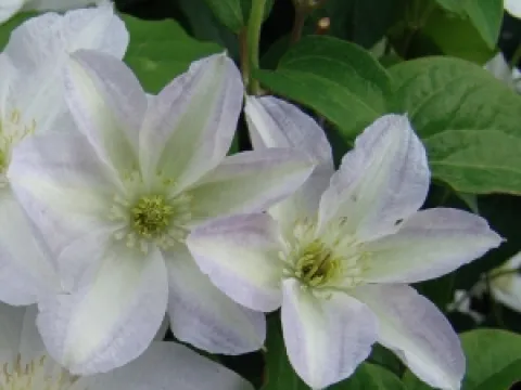 Clematis 'Yukikomachi'