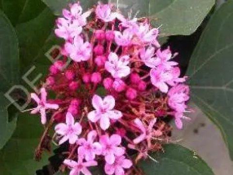 Clerodendrum bungei