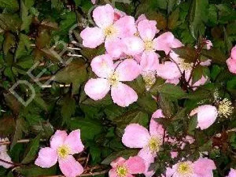 Clematis montana var. rubens