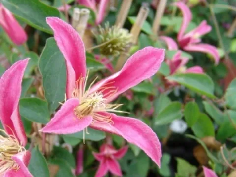 Clematis texensis 'Princess Diana'