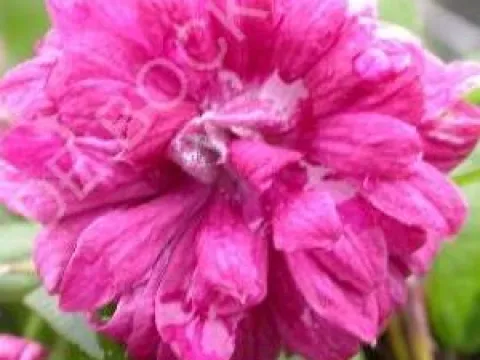 Clematis viticella 'Purpurea Plena Elegans'