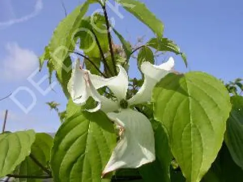 Cornus 'Galaxy'