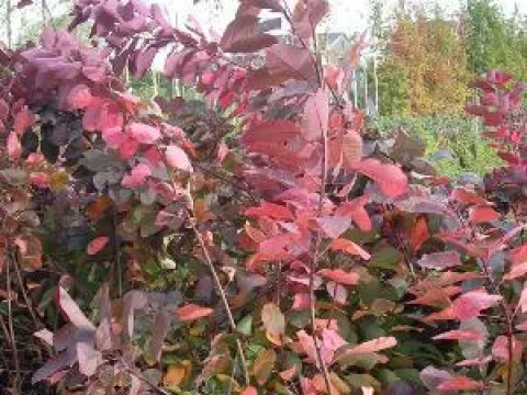 Cotinus 'Grace'