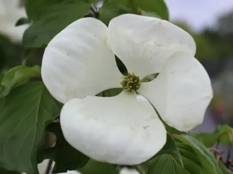 Cornus 'Venus'®