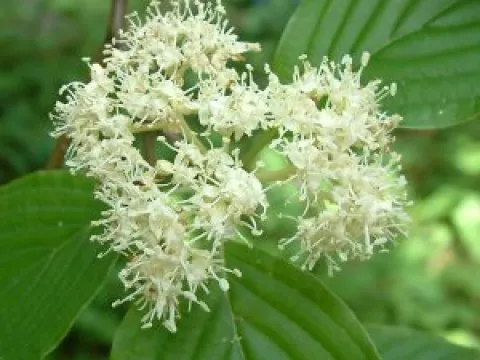 Cornus alternifolia