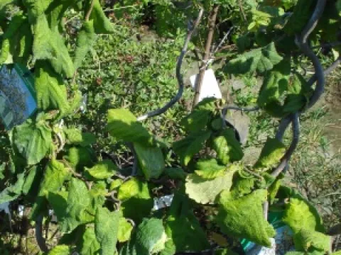 Corylus avellana 'Contorta'