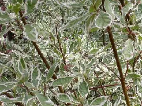 Cornus alba 'Elegantissima'