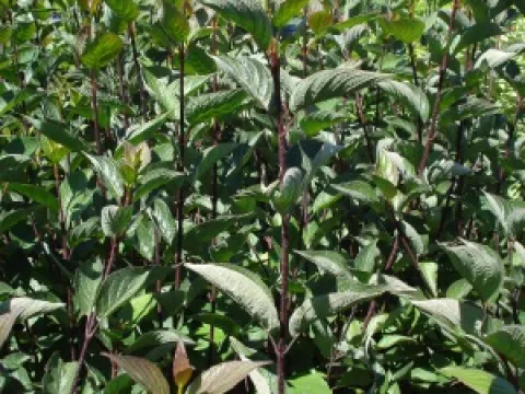 Cornus alba 'Kesselringii'