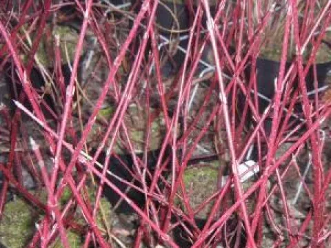 Cornus alba 'Sibirica'