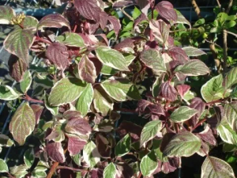 Cornus alba 'Sibirica Variegata'