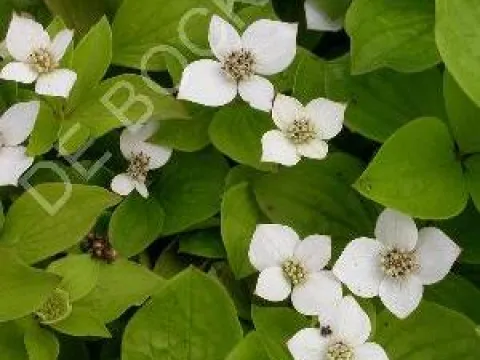 Cornus canadensis