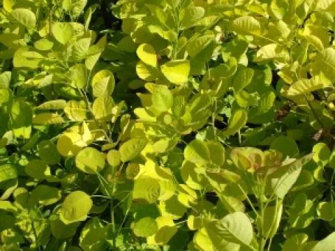 Cotinus coggygria 'Golden Spirit'