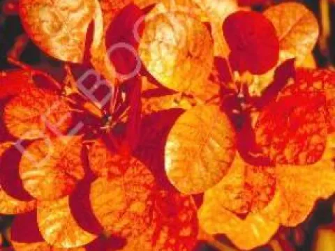 Cotinus coggygria 'Royal Purple'