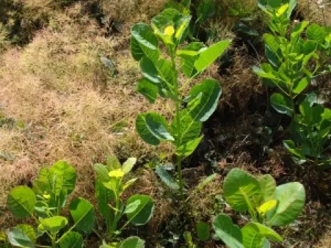 Cotinus coggygria 'Young Lady'