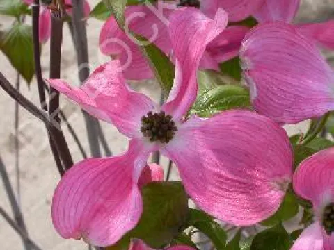 Cornus florida 'Cherokee Chief'