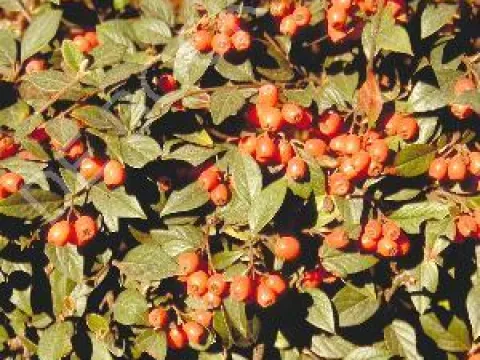 Cotoneaster franchetii