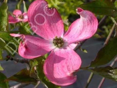 Cornus florida 'Royal Red'