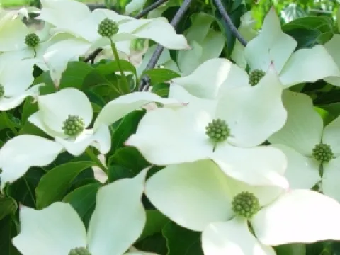 Cornus kousa