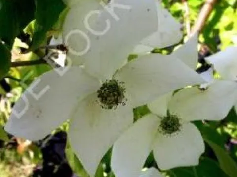 Cornus kousa 'China Girl'