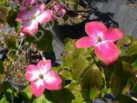 Cornus kousa 'Satomi'