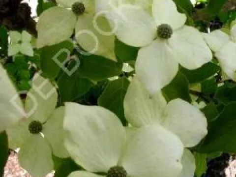 Cornus kousa 'Schmetterling'