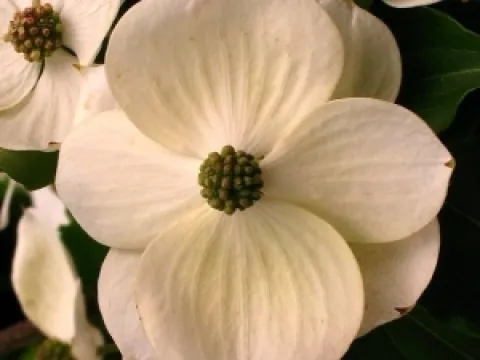 Cornus kousa 'Teutonia'