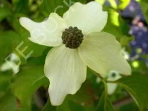 Cornus kousa 'Weisse Fontaine'