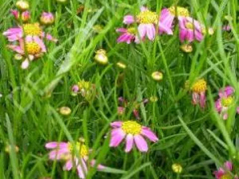 Coreopsis rosea 'American Dream'