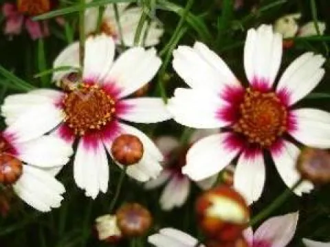 Coreopsis rosea 'Sweet Dreams' ®