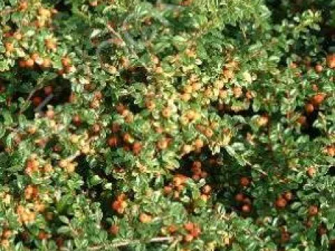 Cotoneaster suecicus 'Coral Beauty'