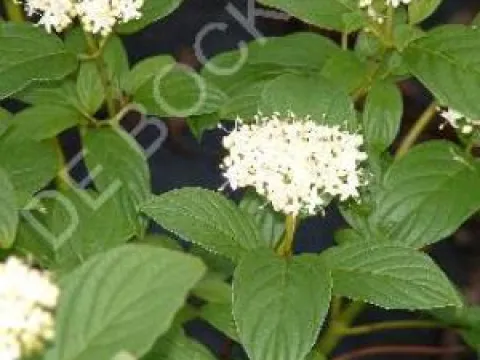 Cornus sericea 'Flaviramea'