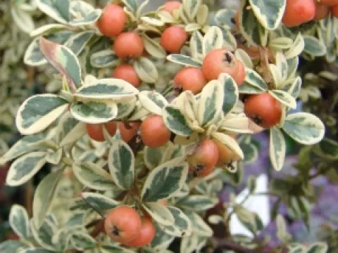 Cotoneaster suecicus 'Juliette'