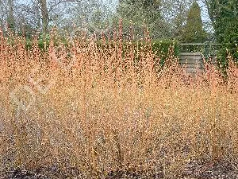 Cornus sanguinea 'Midwinter Fire'