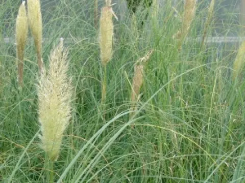 Cortaderia selloana 'Pumila'