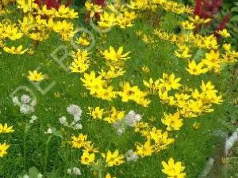 Coreopsis verticillata