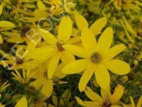 Coreopsis verticillata 'Zagreb'