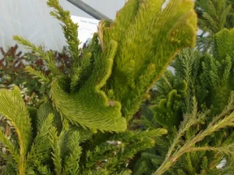 Cryptomeria japonica 'Cristata'