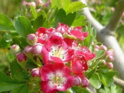 Crataegus laevigata 'Crimson Cloud'