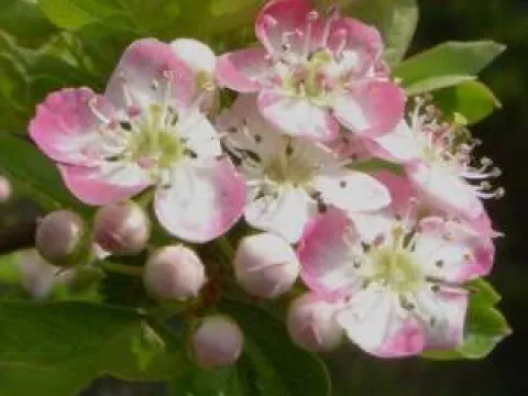 Crataegus laevigata 'Princess Sturdza'